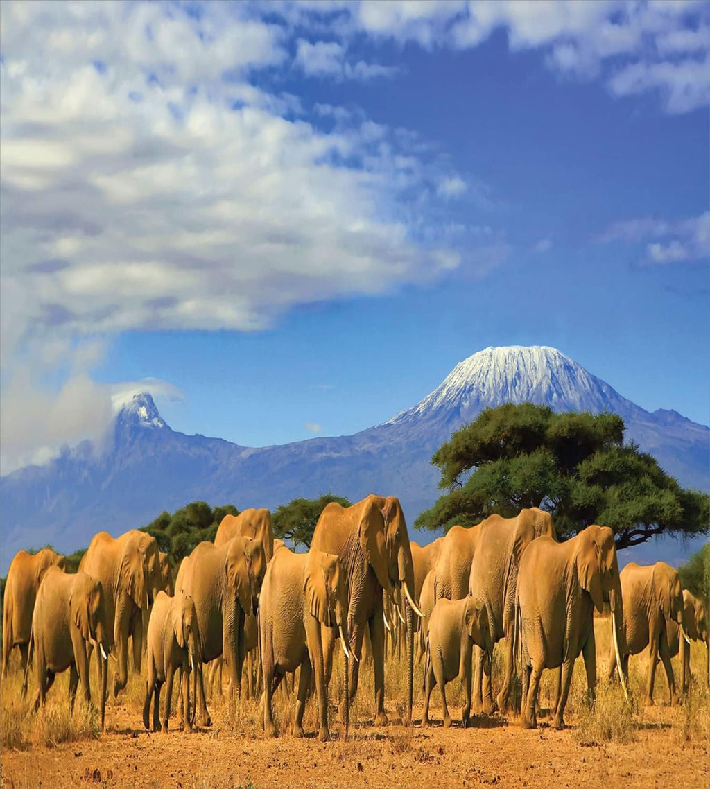 Ambesonne Snow Mountain Duvet Cover Sets, African Herd Passing by Snow-Capped Mount Kilimanjaro, Bedding Set with 2 Duvet Covers & 4 Pillowcases, 2 Pack Queen Size, Azure Blue and Multicolor